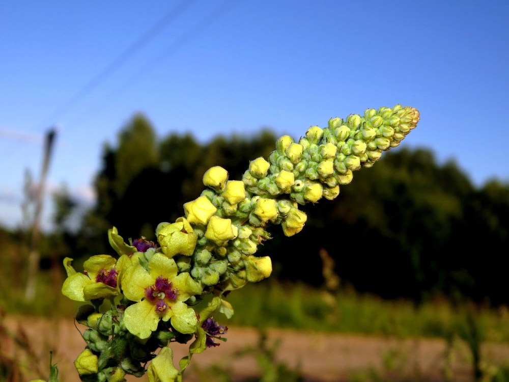 Image of Verbascum nigrum specimen.