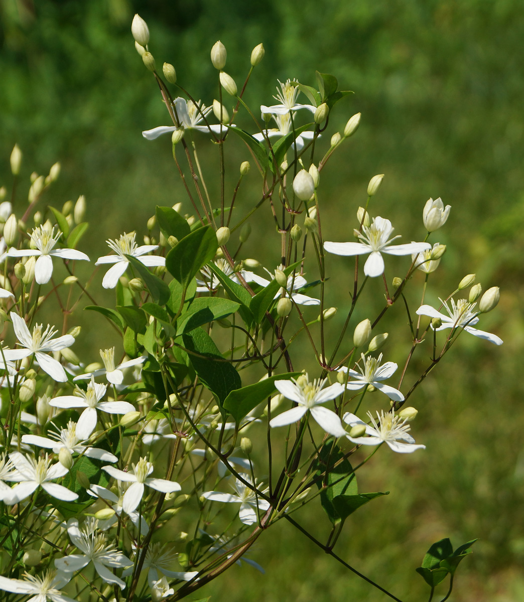 Image of Clematis mandshurica specimen.