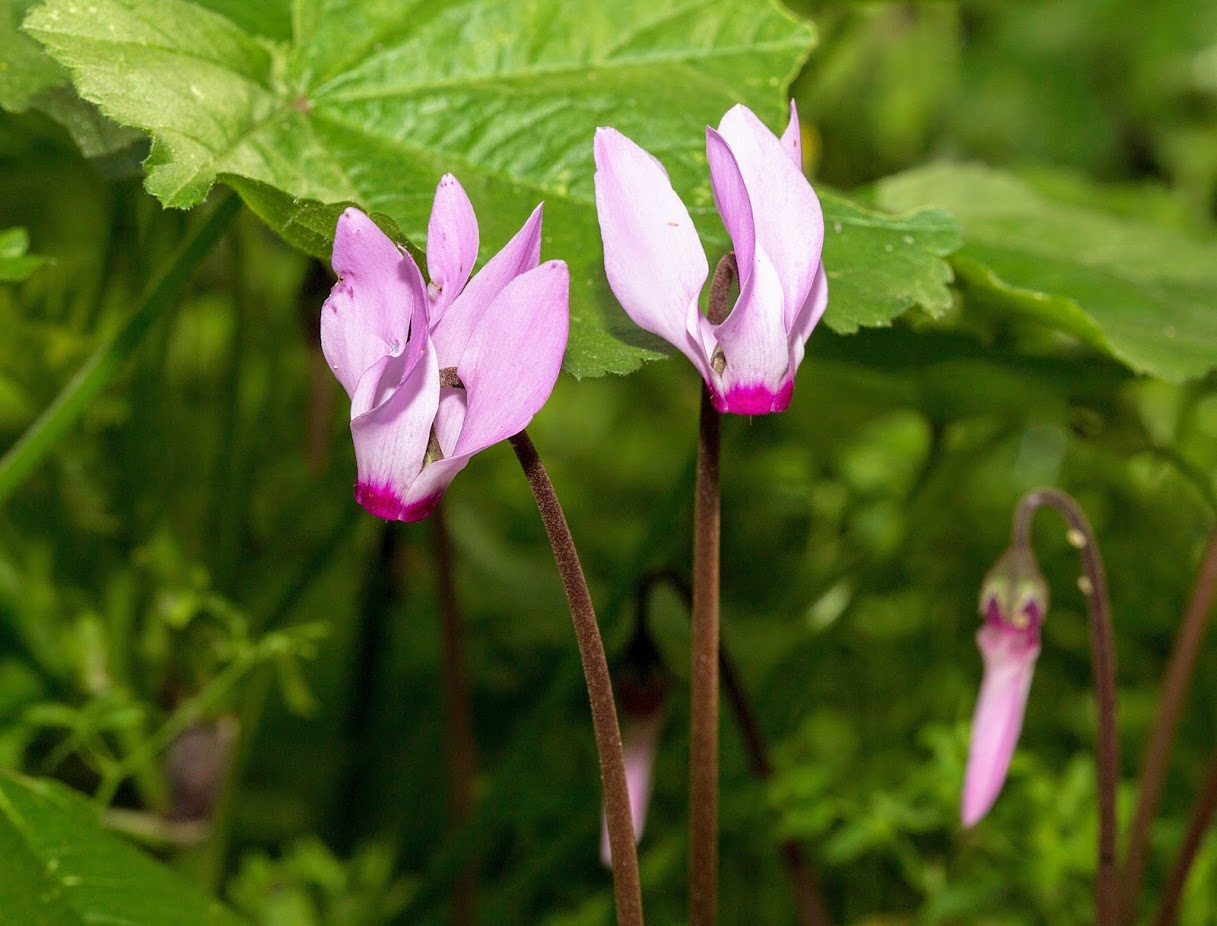 Image of Cyclamen persicum specimen.