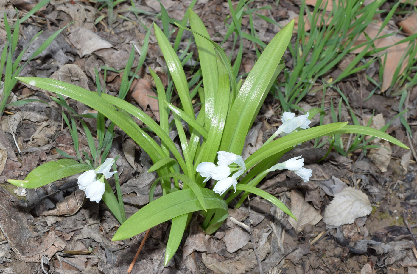 Image of Allium paradoxum specimen.