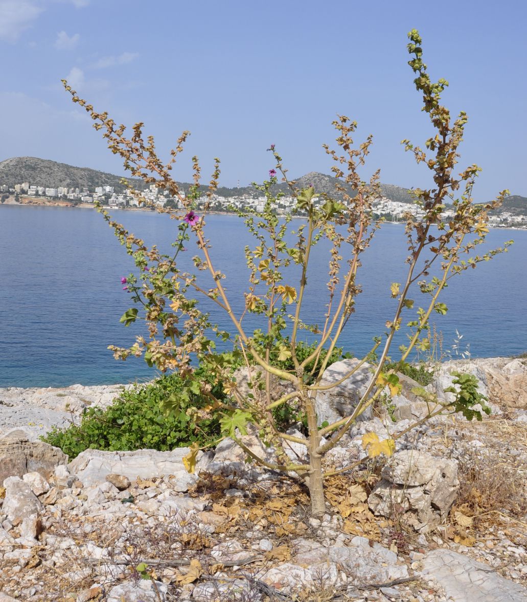 Image of Malva arborea specimen.