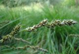 Carex szovitsii