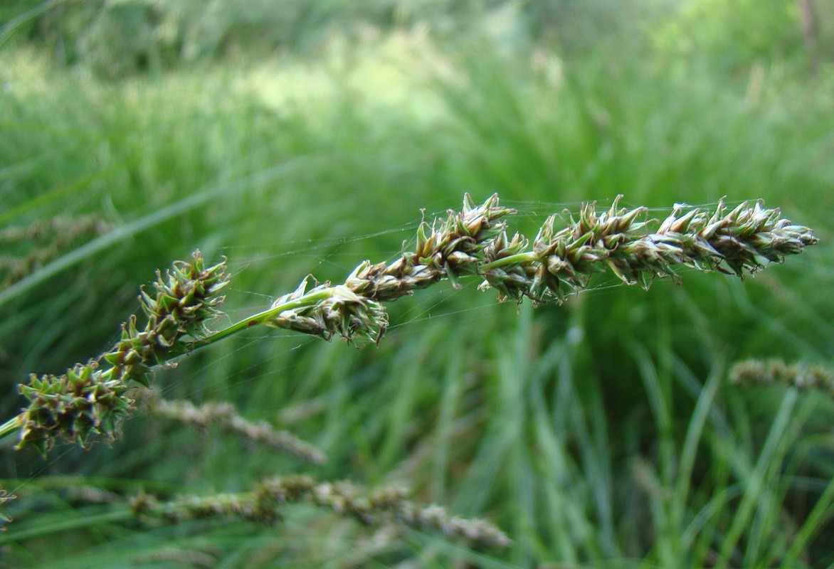 Image of Carex szovitsii specimen.