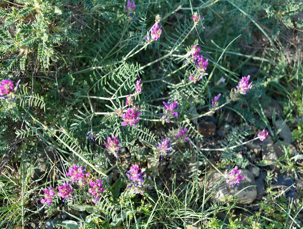 Изображение особи Astragalus bungeanus.