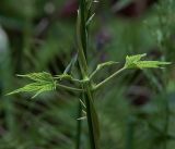 Humulus lupulus