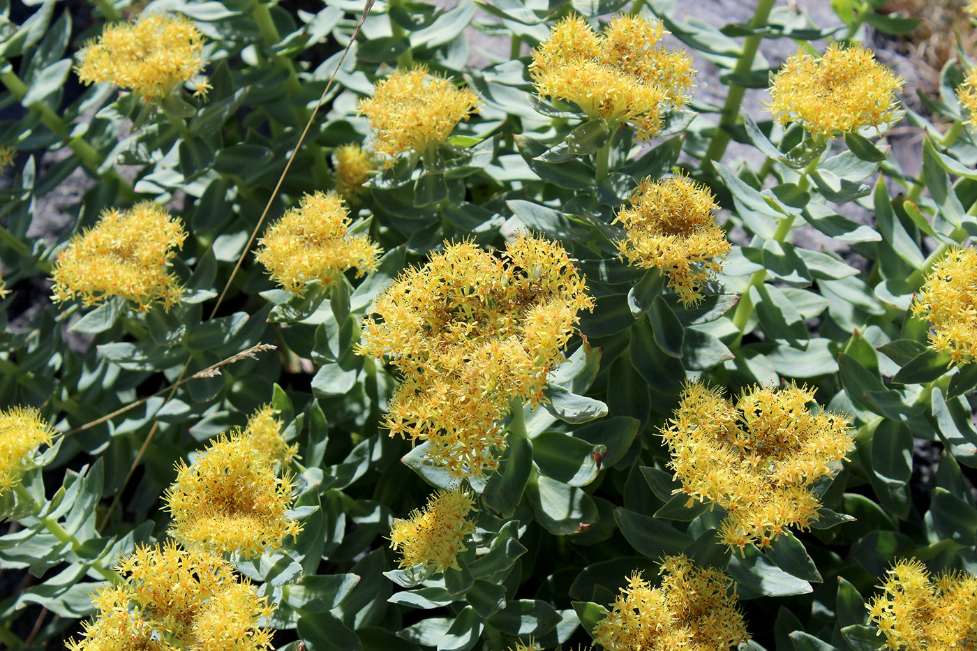 Image of Rhodiola rosea specimen.