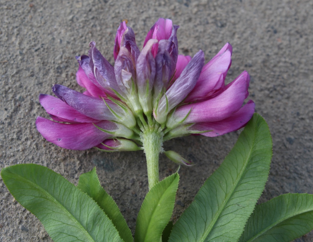 Изображение особи Trifolium tundricum.