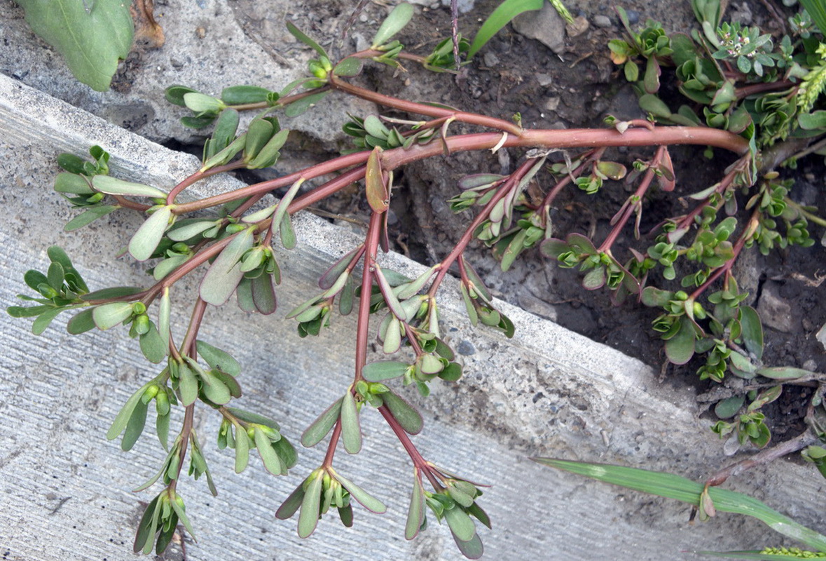 Изображение особи Portulaca oleracea.