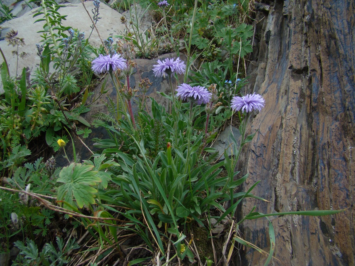 Image of Erigeron azureus specimen.