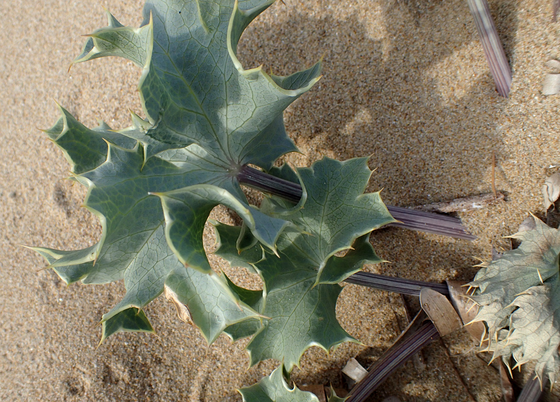 Image of Eryngium maritimum specimen.