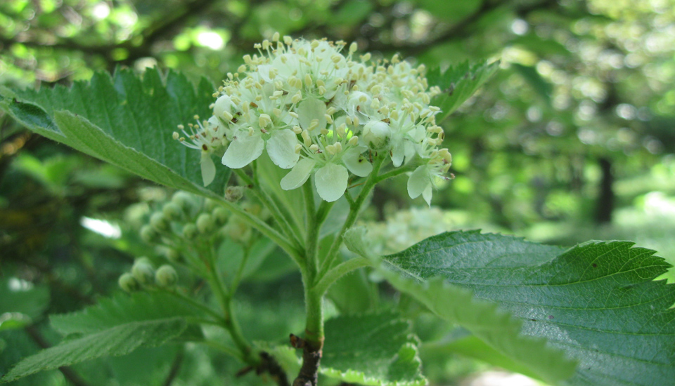 Image of Sorbus intermedia specimen.