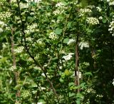 Spiraea trilobata