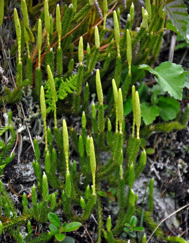 Image of Lycopodium lagopus specimen.