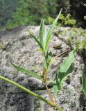 Aconogonon panjutinii