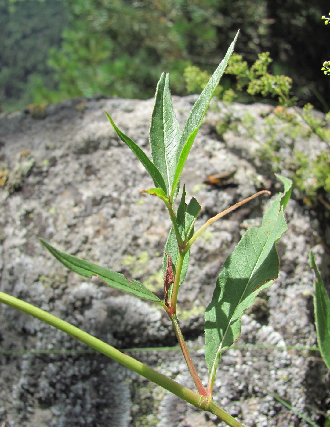 Image of Aconogonon panjutinii specimen.