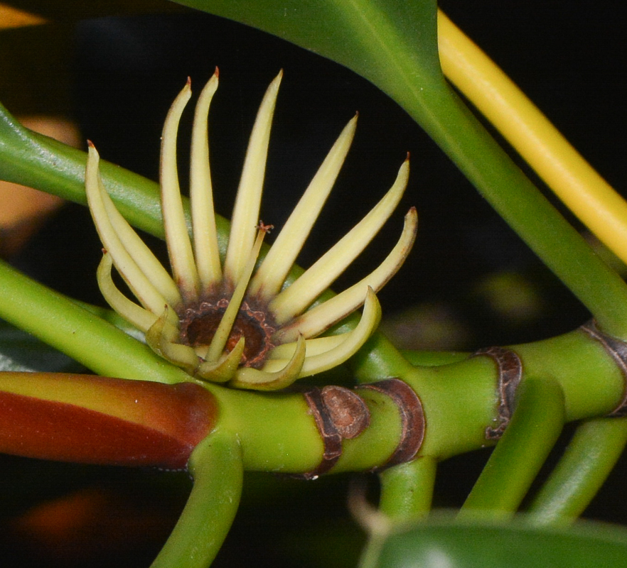 Image of Bruguiera gymnorhiza specimen.