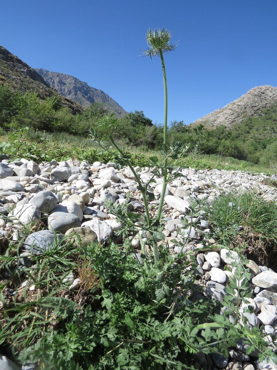 Image of Daucus carota specimen.