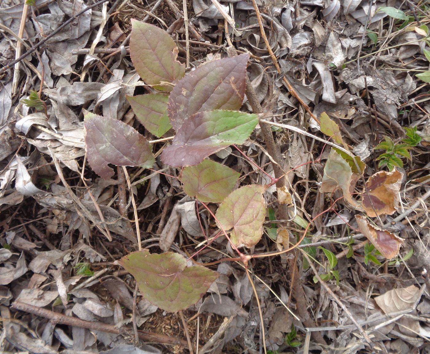 Image of Epimedium &times; cantabrigiense specimen.