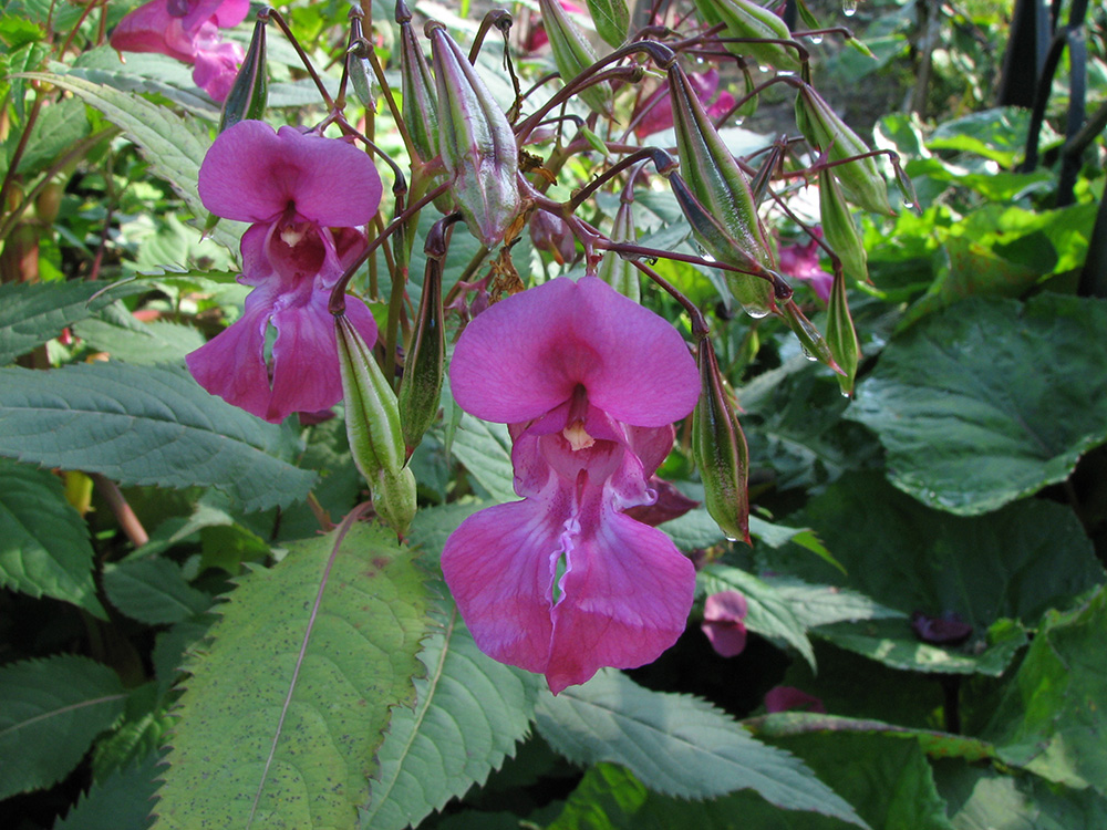 Image of Impatiens glandulifera specimen.