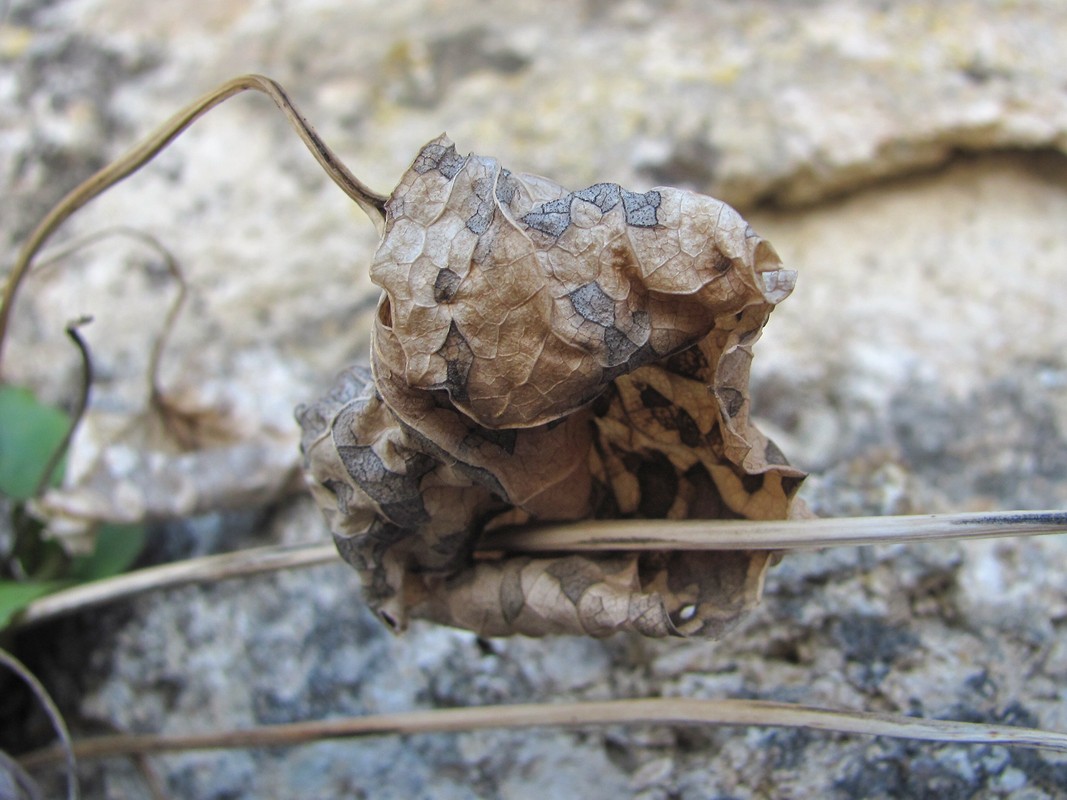 Image of Valeriana tiliifolia specimen.