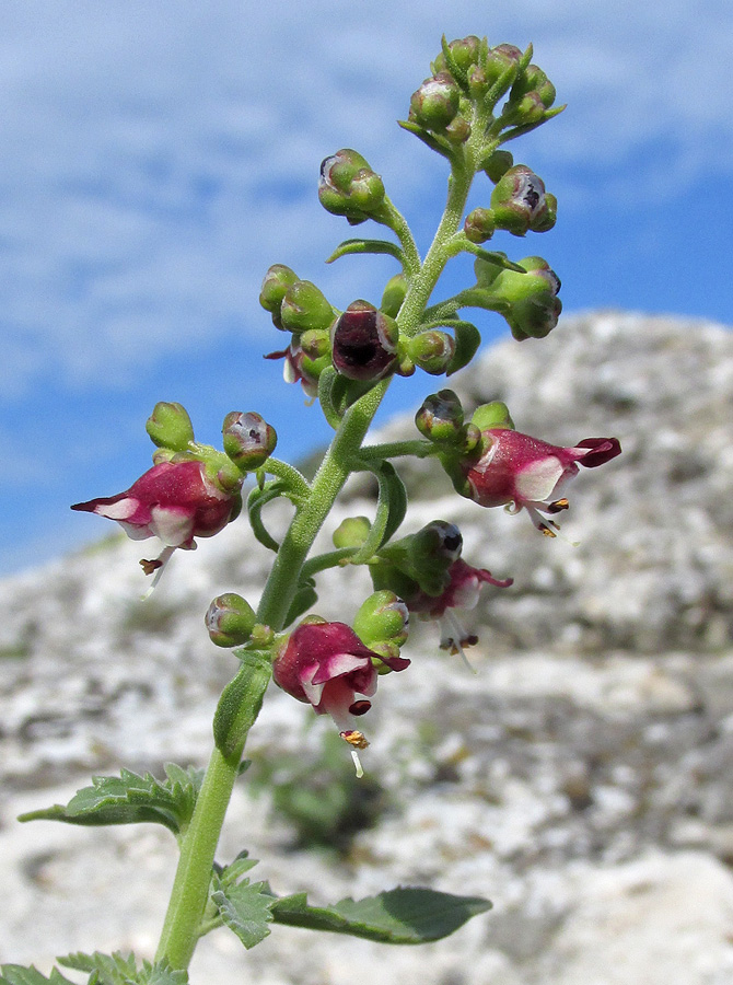 Изображение особи Scrophularia rupestris.