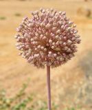 Allium ampeloprasum. Соцветие с притаившейся личинкой насекомого. Республика Кипр, епархия Левкосия, окр. с. Айя Варвара (Αγία Βαρβάρα), край пшеничного поля. 09.06.2019.