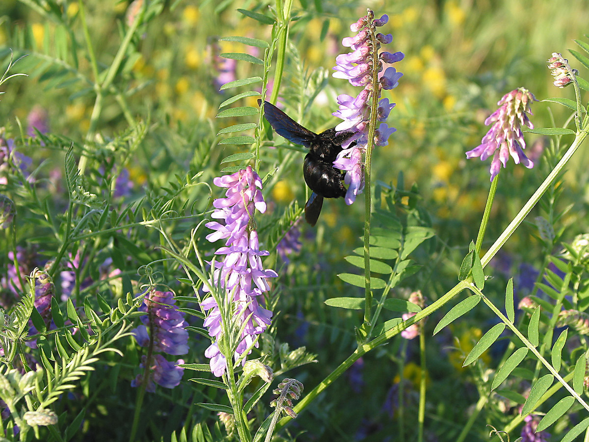 Image of Vicia cracca specimen.