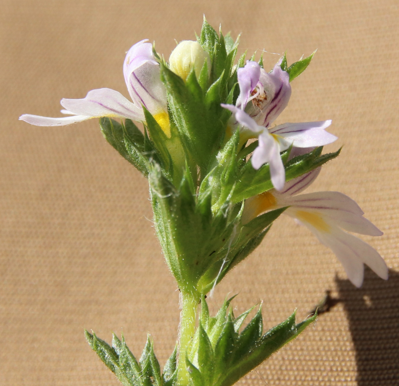 Изображение особи Euphrasia fennica.