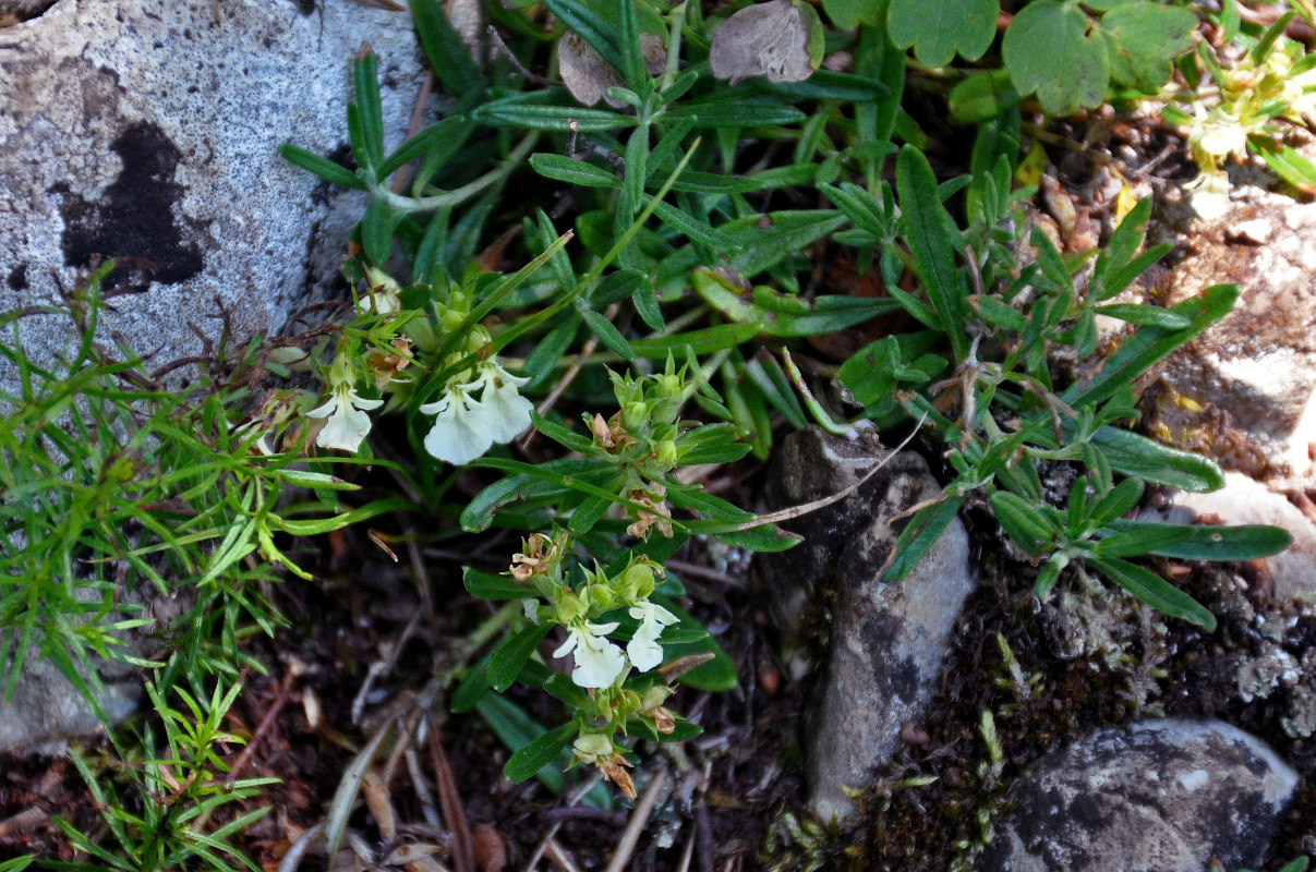 Image of Teucrium montanum specimen.