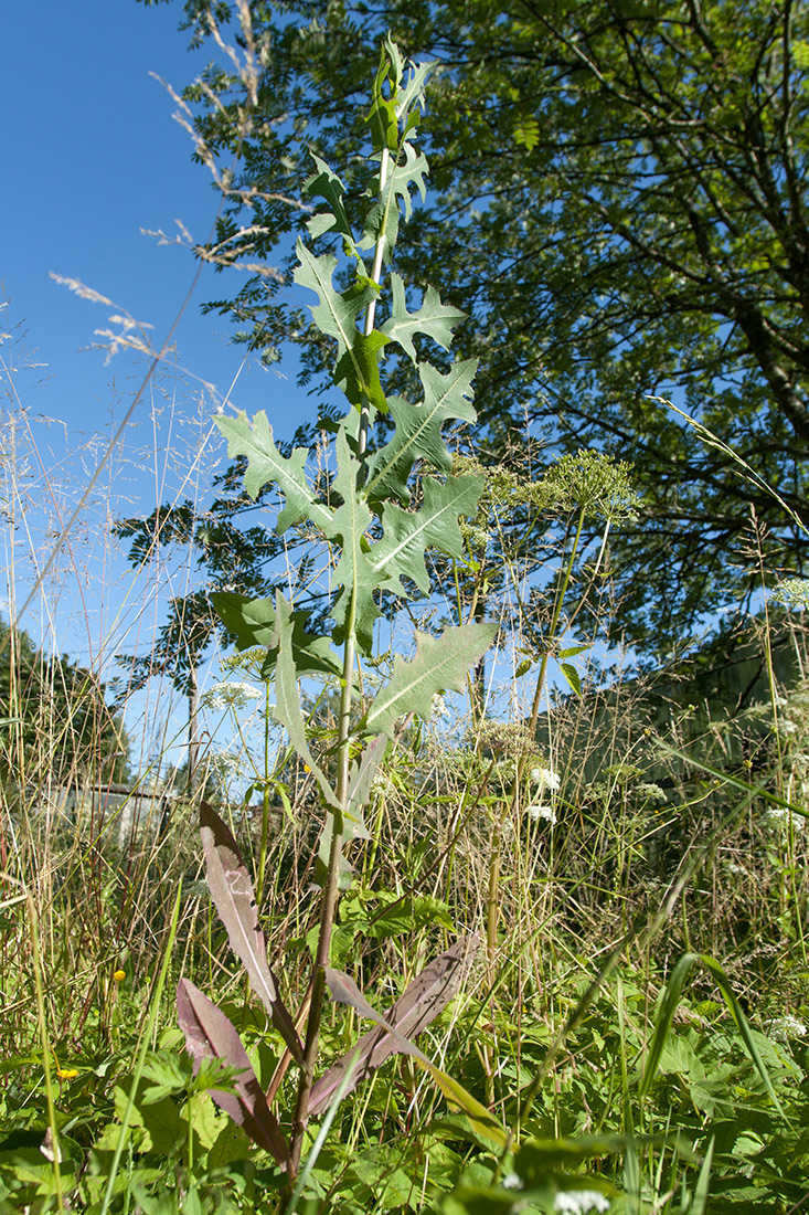 Image of Lactuca serriola specimen.