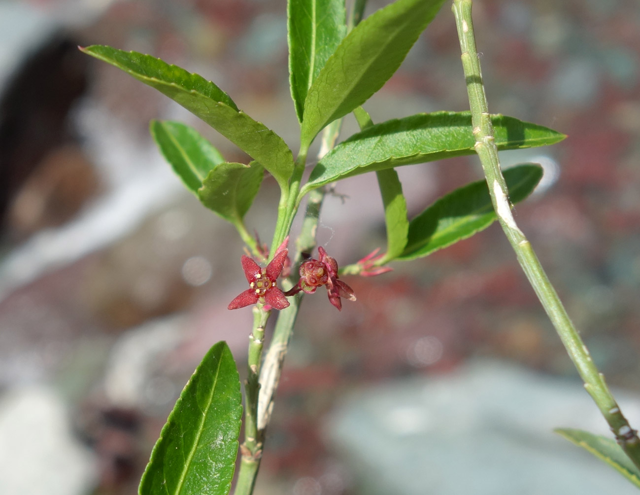 Изображение особи Euonymus semenovii.