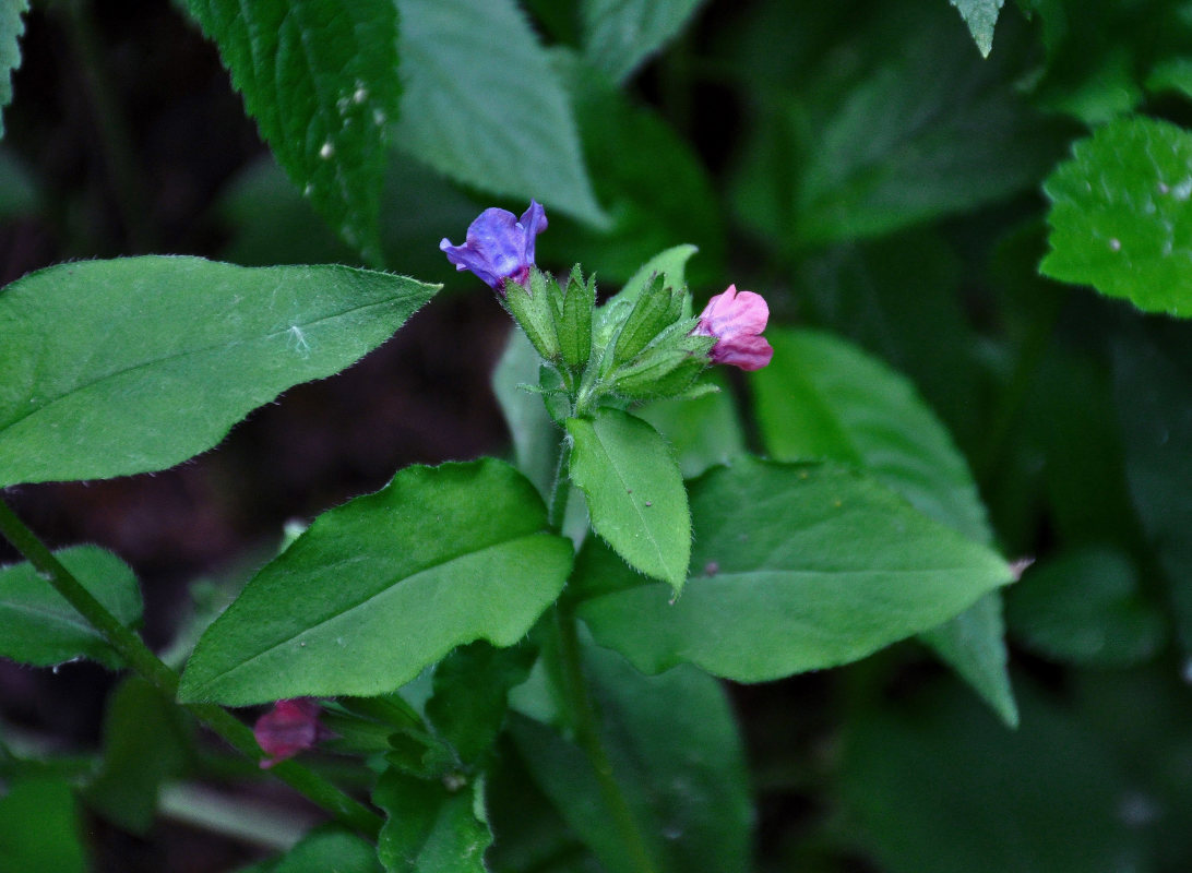 Изображение особи Pulmonaria obscura.