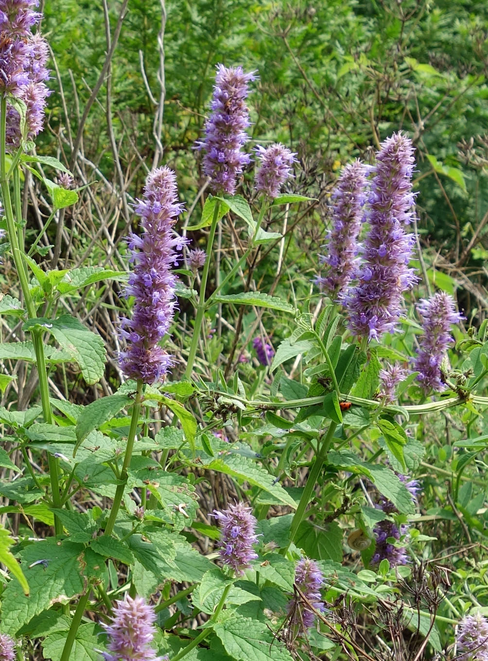 Image of Agastache rugosa specimen.