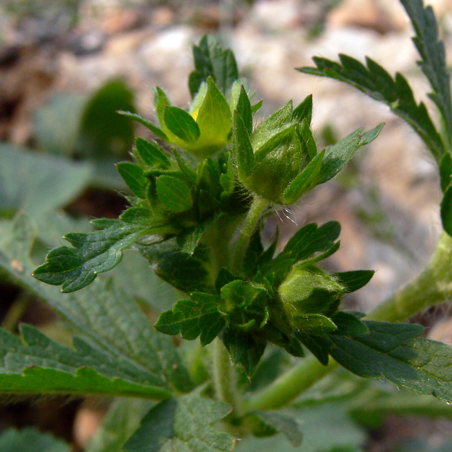 Image of Potentilla norvegica specimen.