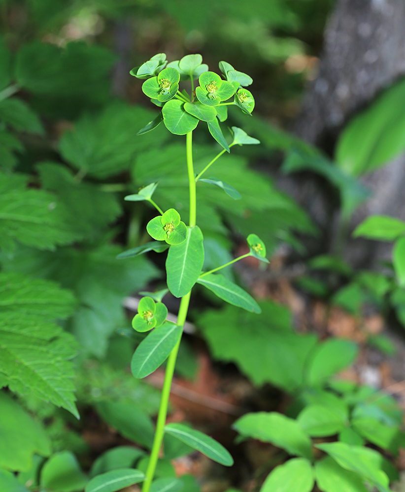 Image of Euphorbia lucorum specimen.