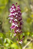 Orchis purpurea subspecies caucasica. Соцветие. Краснодарский край, Крымский р-н, окр. станицы Гладковская, грязевой вулкан Гладковские сопки, каменистый склон балки, дубовый лес. 25.04.2020.