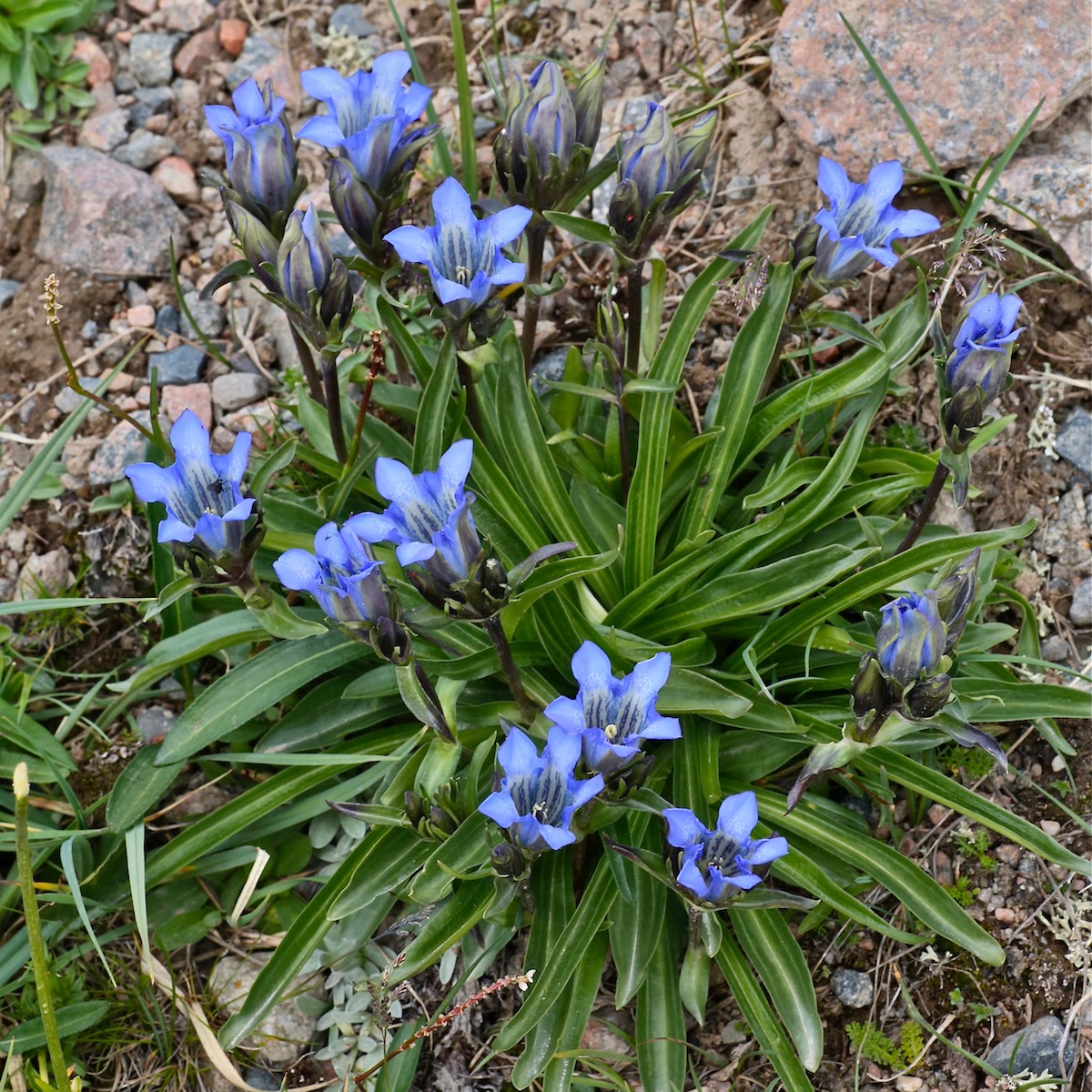 Image of Gentiana kaufmanniana specimen.