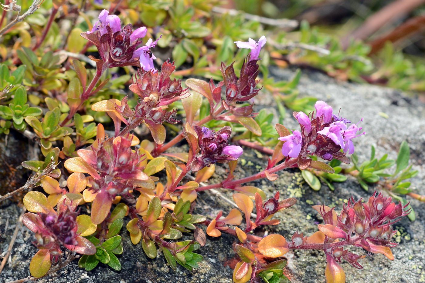 Image of Thymus pseudalternans specimen.