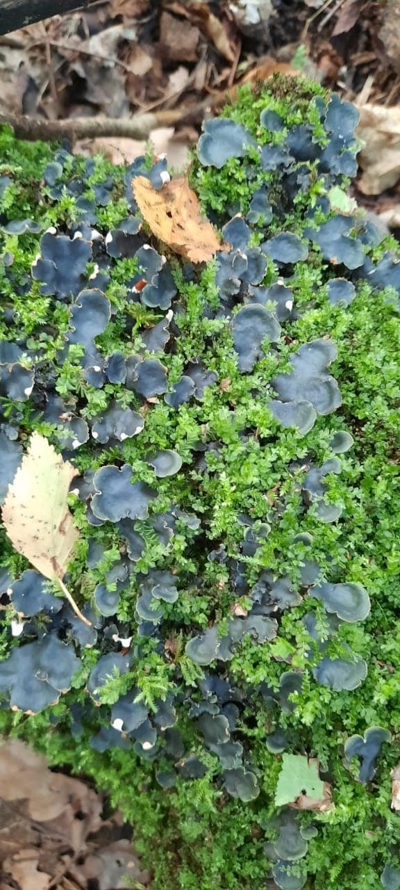 Image of genus Peltigera specimen.