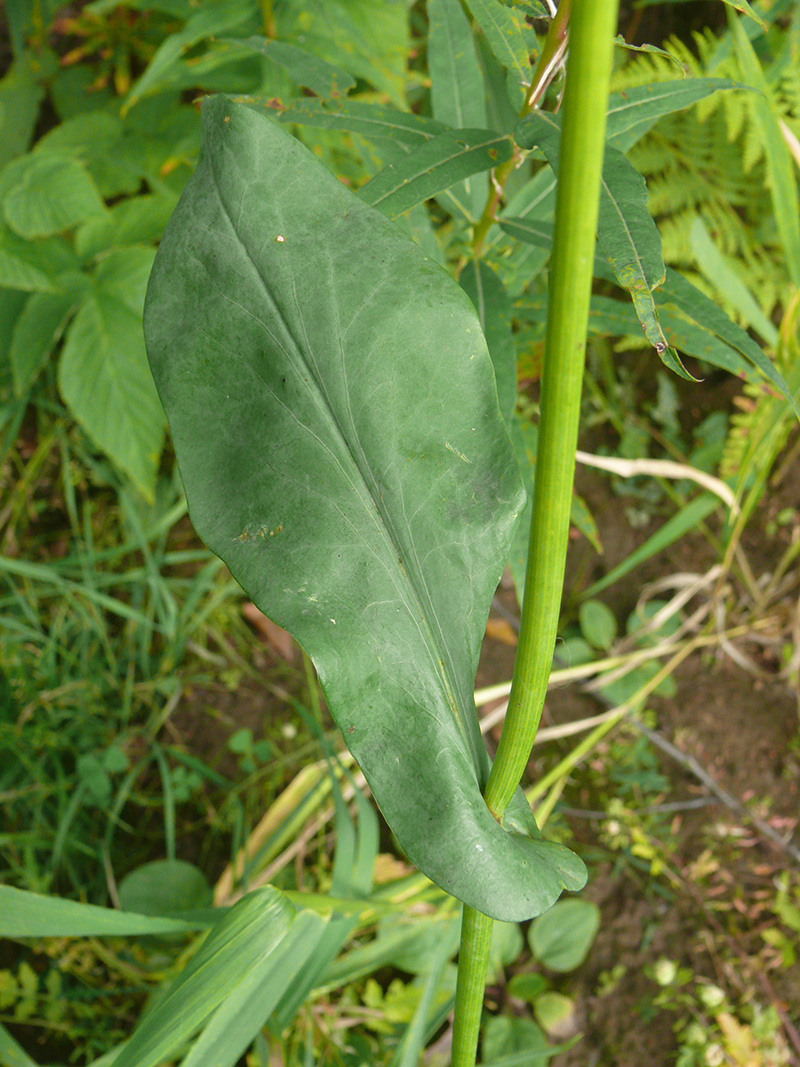 Изображение особи Bupleurum longifolium ssp. aureum.