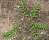 Phlomoides speciosa. Вегетирующее растение. Узбекистан, Ташкентская обл., холмы над г. Газалкент, глинистый склон. 28.05.2016.