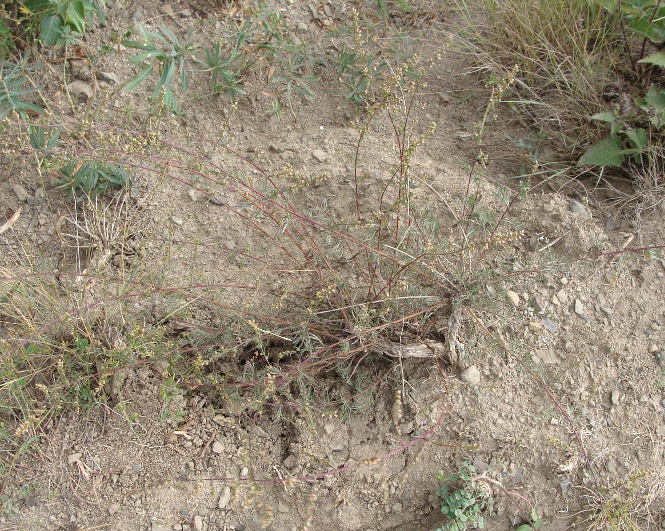 Image of genus Artemisia specimen.