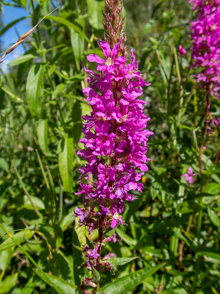 Image of Lythrum salicaria specimen.