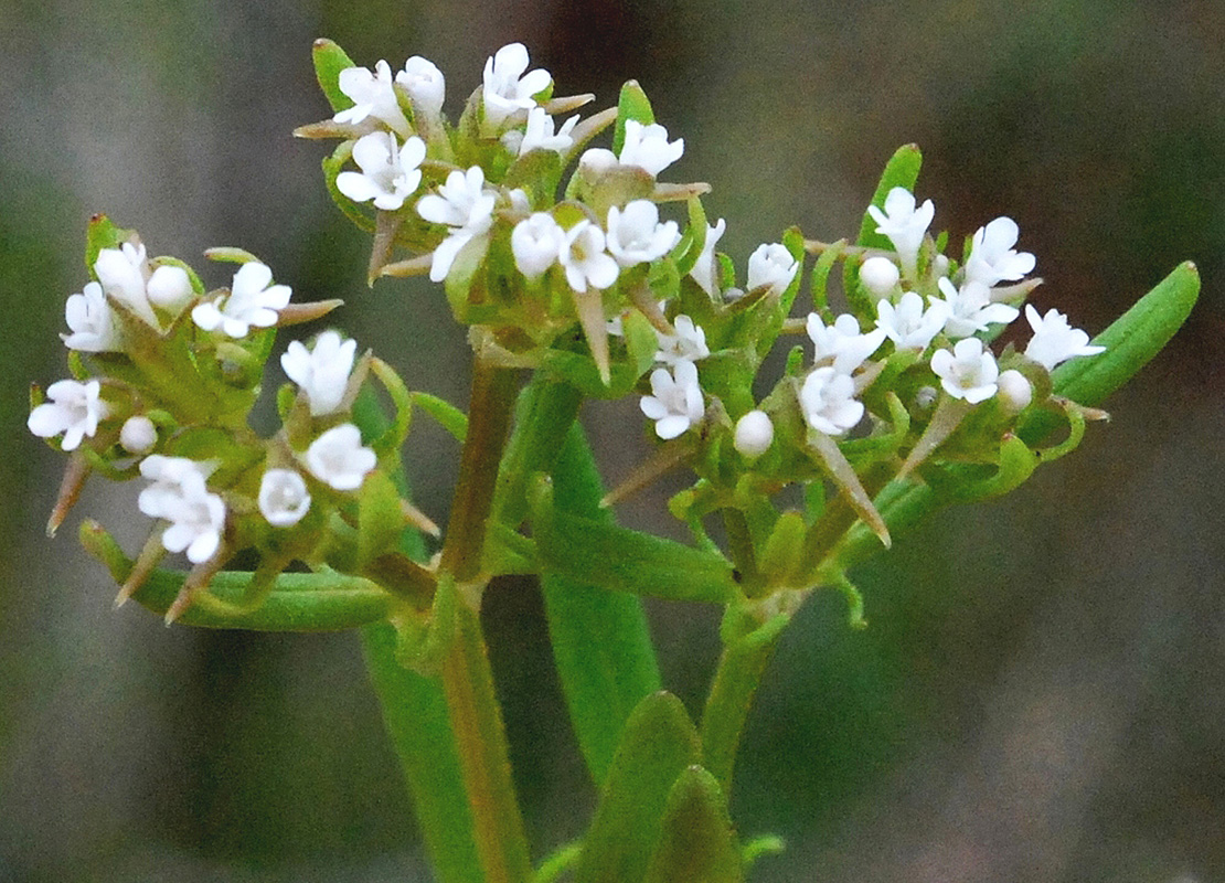 Изображение особи Valerianella turkestanica.