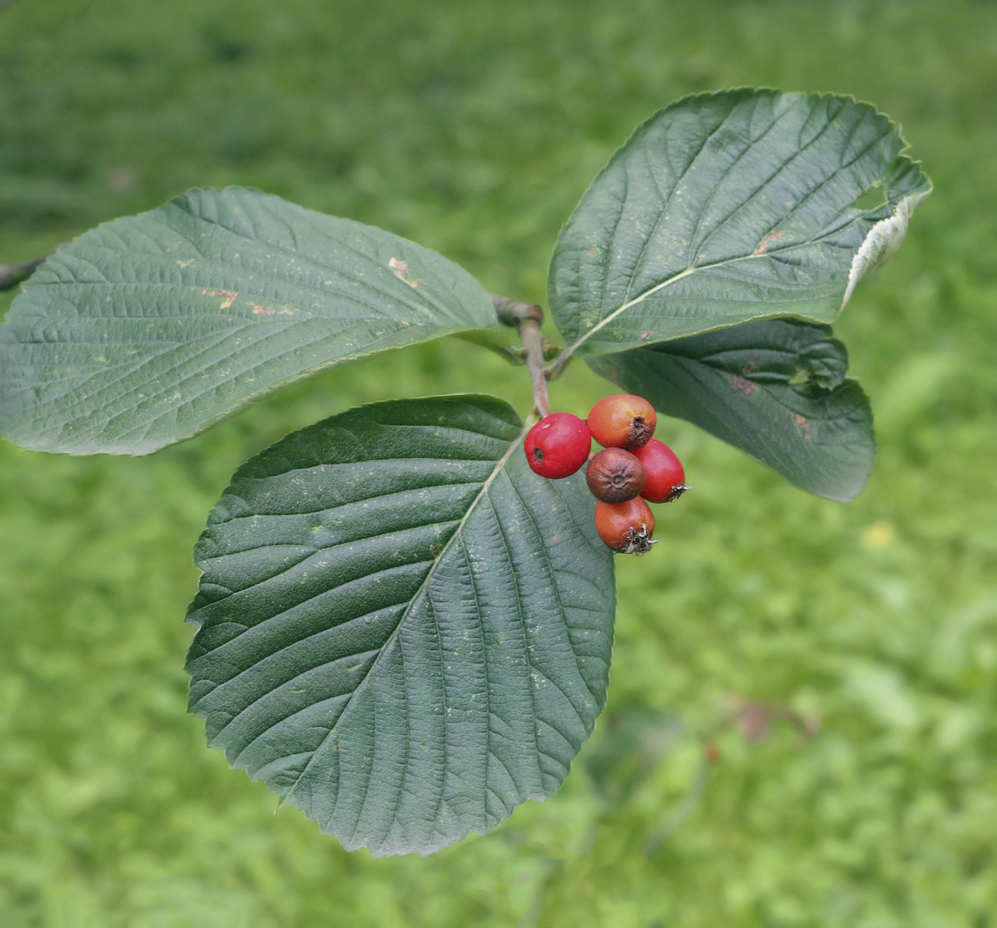 Image of genus Sorbus specimen.