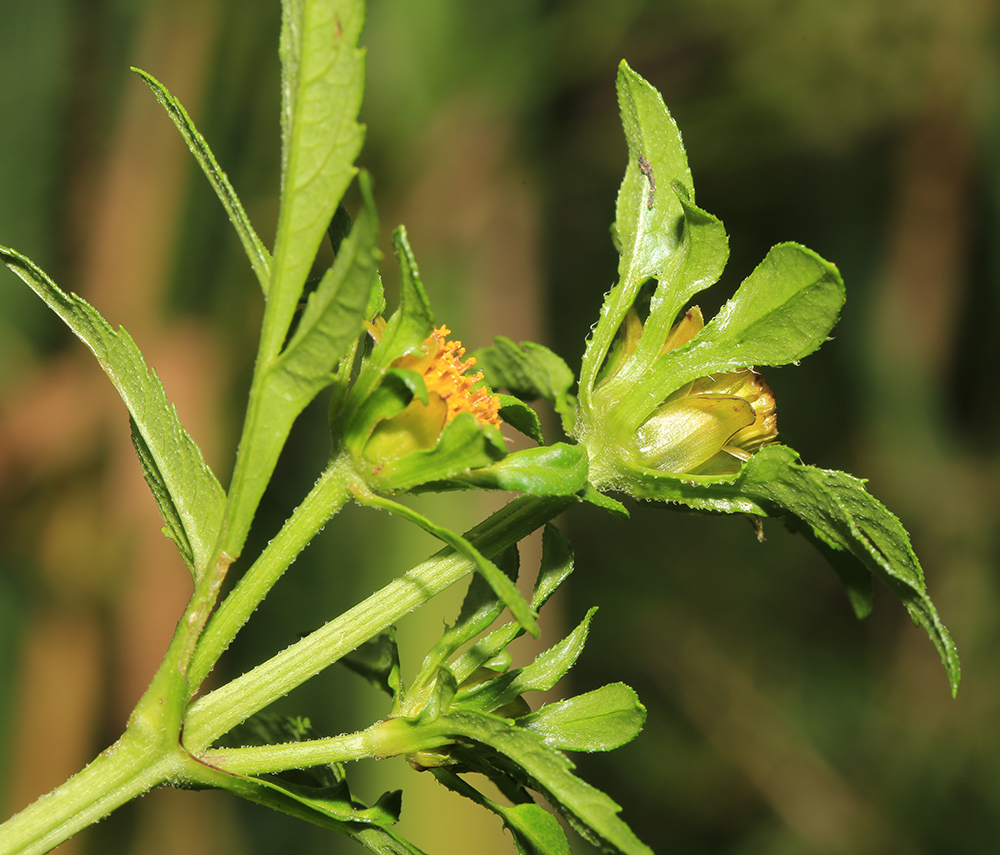 Image of Bidens tripartita specimen.