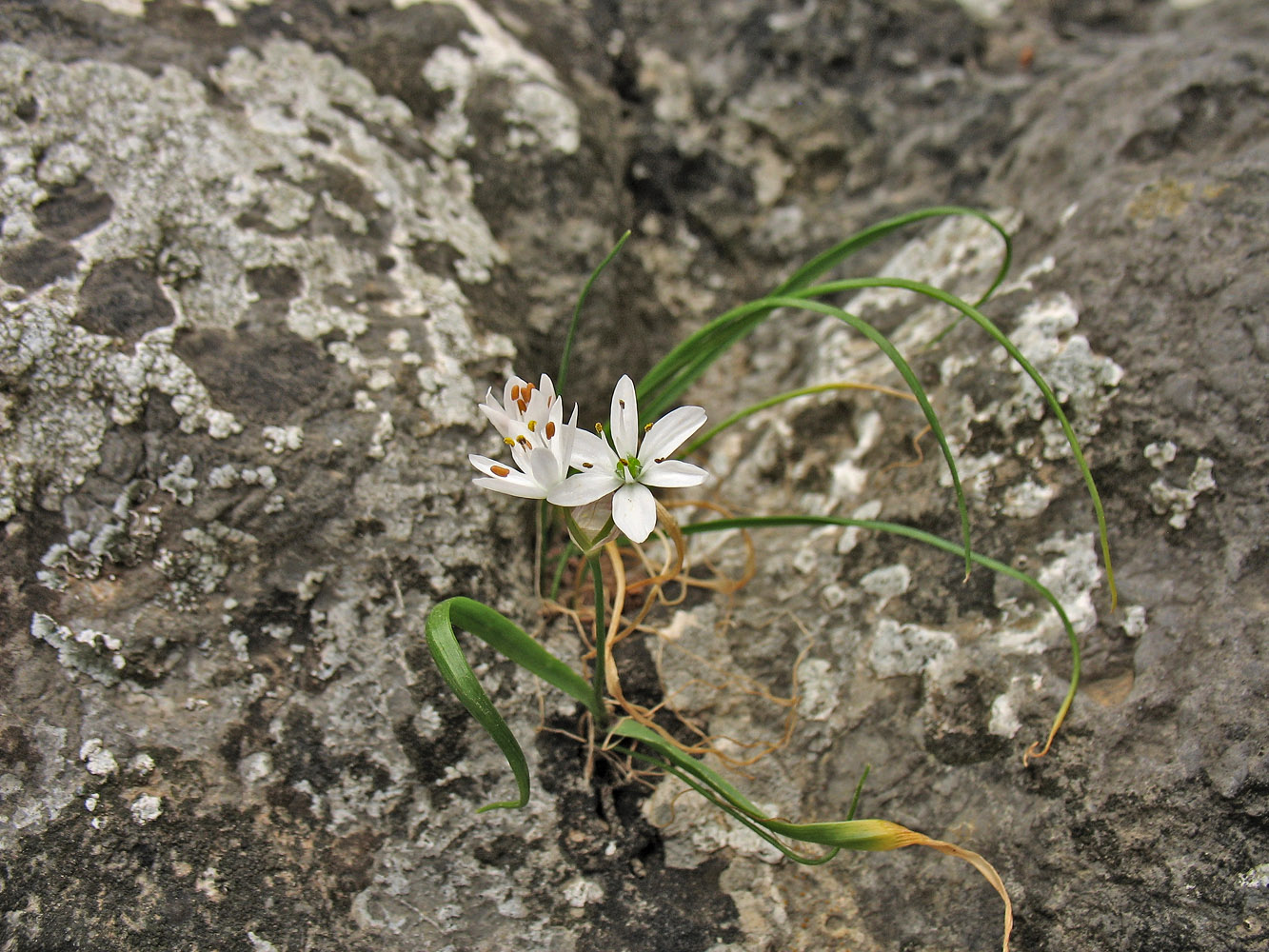 Image of Allium subhirsutum specimen.