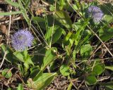 Globularia bisnagarica