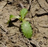 familia Asteraceae. Молодое растение. Челябинская обл., Троицкий р-н, Кособродское сельское поселение, окр. пос. Стрелецк, долина р. Уй, береговой обрыв. 1 мая 2021 г.