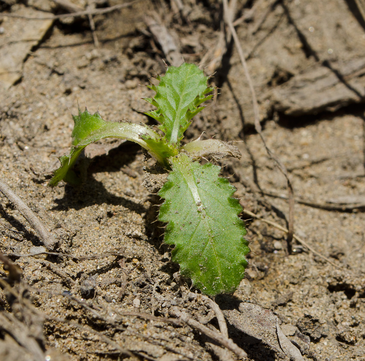 Image of familia Asteraceae specimen.